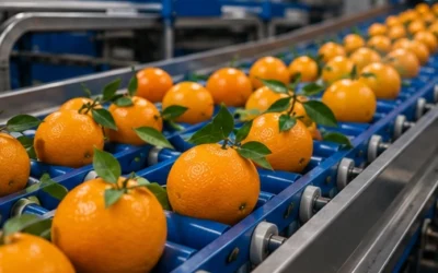 Η Σημασία της Φρεσκάδας στο Χονδρικό Εμπόριο Φρούτων και Λαχανικών